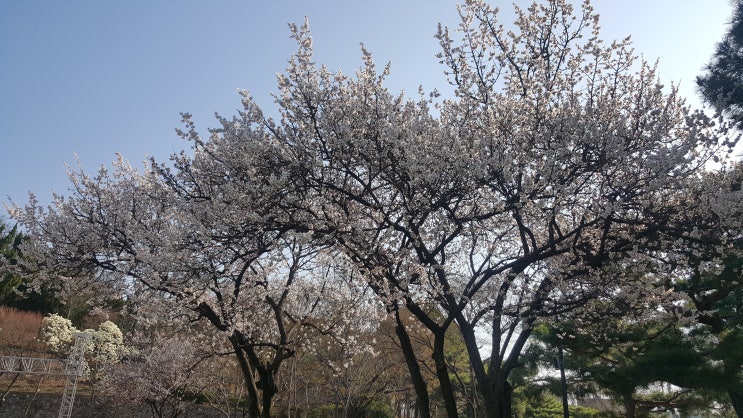  두류공원에 벚꽃이 벌써 폈네요~ (ft. 대구문화예술회관) 대구 4월에 가볼만한곳