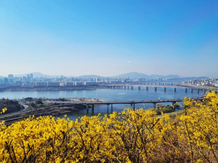  [서울] 한강이 내려다보이는 서울숲남산길,응봉산 개나리 구경