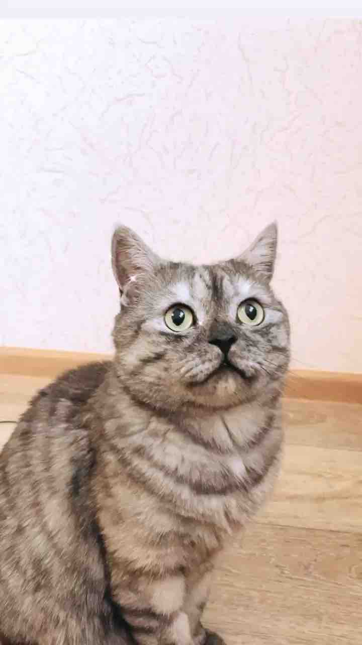  고양이 털 영양제