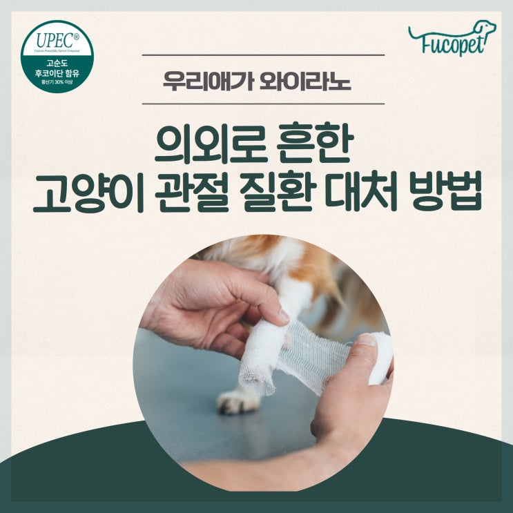 58th. 고양이 관절 영양제 / 관절질환 초기대처 방법