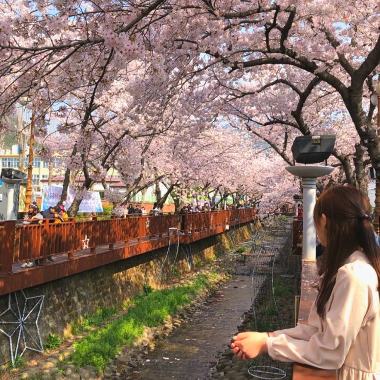  진해 벚꽃명소 모음! 경화역 여좌천로망스다리 진해기지사령부1정문