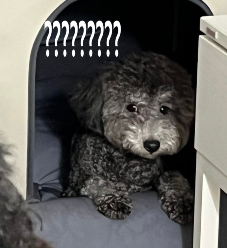  7. 겁 많고 사회성 부족한 강아지는 우리 우봉이, 마크로 누나가 집에 놀러 왔을 때 반응
