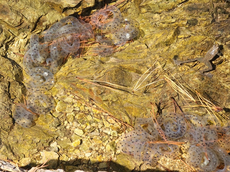 3월에는 만수동 만월산에는 도롱뇽 알이 수두룩해요 3월에는 만수동 만월산에는 도롱뇽 알이 수두룩해요