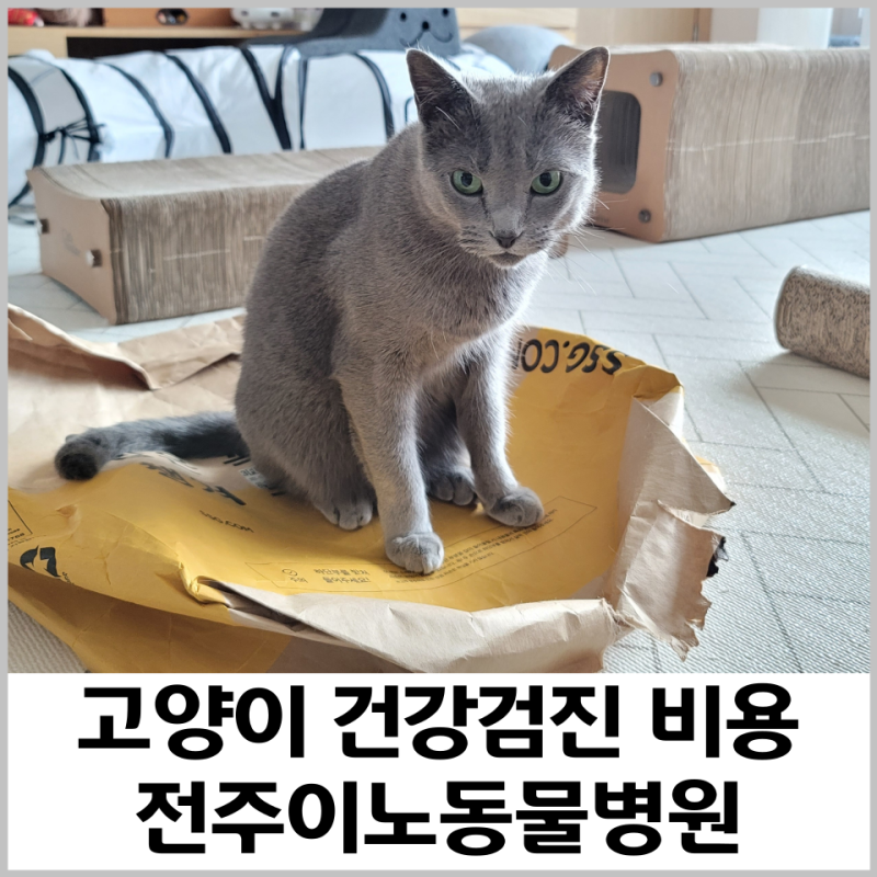 전주_ 건강검진을 받으러 동물병원 4곳을 돌아다닌 후기