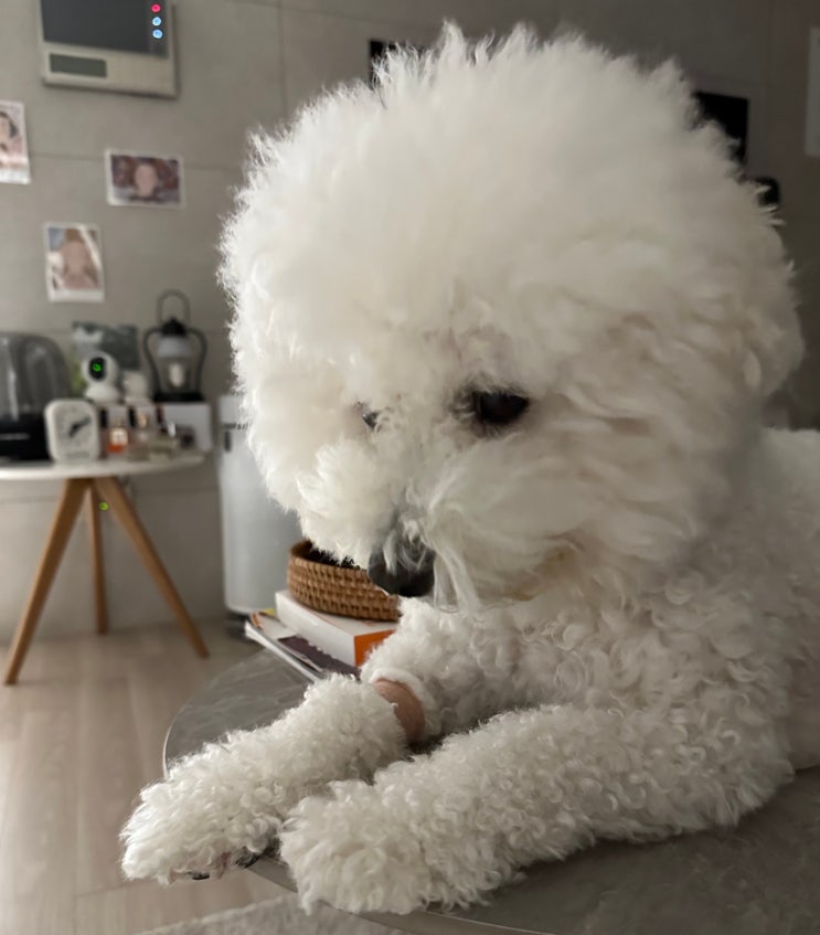  강아지 자궁축농증, 원인과 증상 알아보기