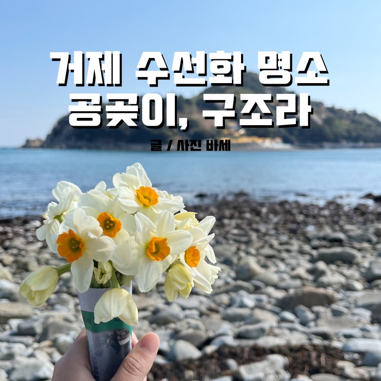  거제 수선화, 공곶이, 구조라 수선화 명소 구경해요
