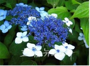  광주광역시, 28일 시청 야외음악당에서 홍가시나무· 삼색조팝나무·제주산수국·샤인머스캣 등 선찬순 무료 제공