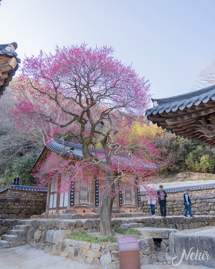 구례 여행 코스 지리산 화엄사 홍매화 전남 꽃구경