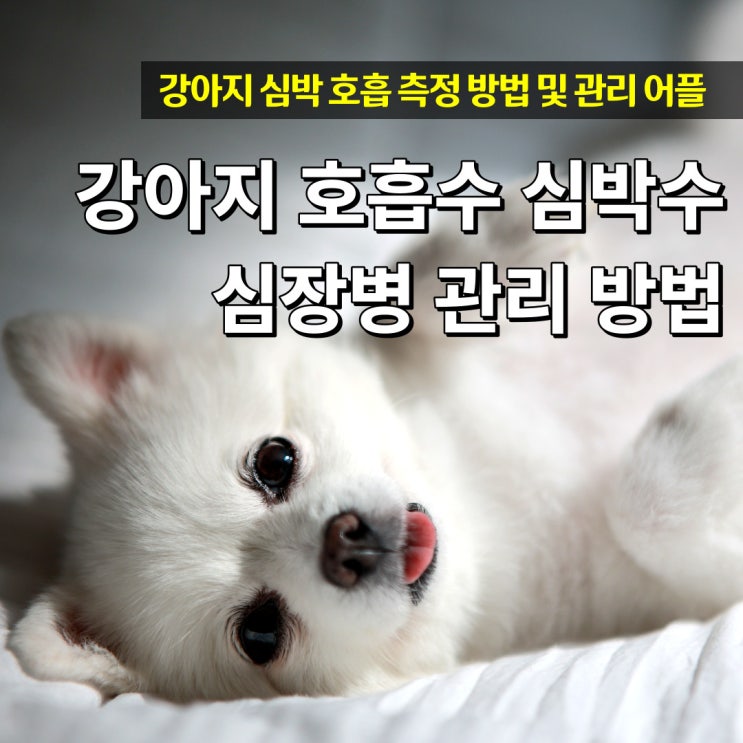  강아지 분당 호흡수 심장병 관리 심박수 체크 방법