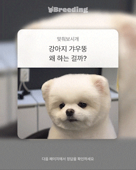강아지 갸우뚱 왜 하는 걸까? #강아지정보 #반려견상식 강아지 갸우뚱 왜 하는 걸까? #강아지정보 #반려견상식