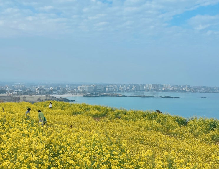 제주 함덕서우봉 주차 팁 유채꽃 가득한 망오름 산책