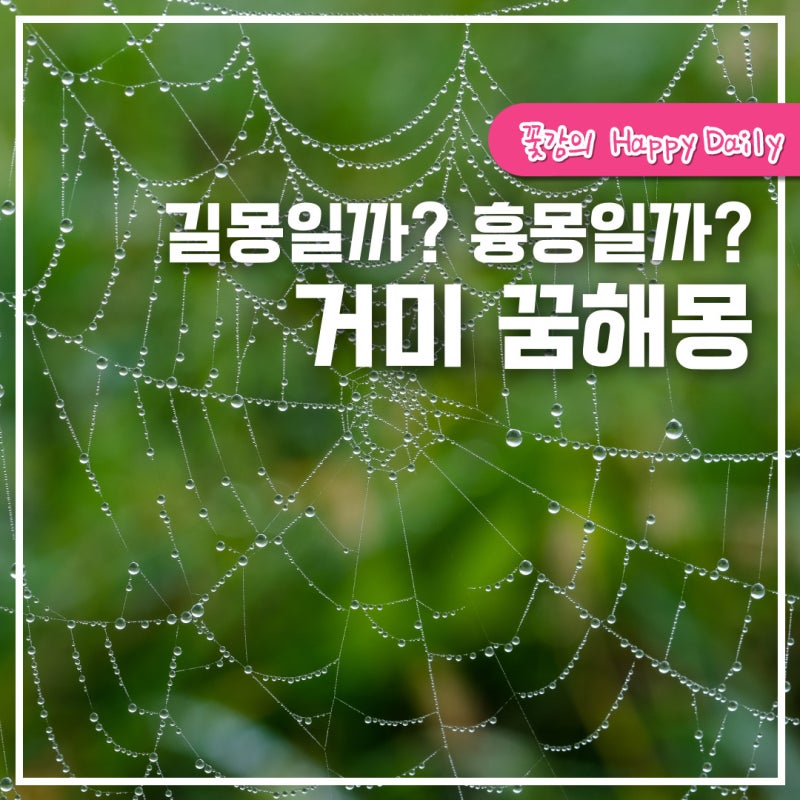 거미 꿈해몽 왕거미꿈, 거미한테 물린 꿈, 거미줄꿈, 거미죽이는꿈