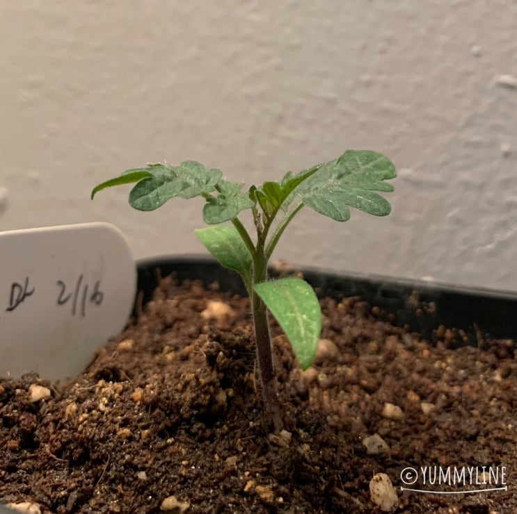  빌마 방울토마토 씨앗부터 파종까지 키우기 (~한 달까지)