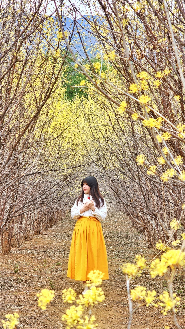  경남 산수유 군락지, 양산 통도사 매화와 산수유 터널