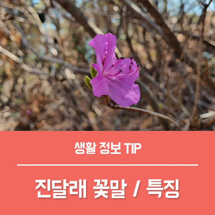 진달래 꽃말, 김소월 진달래꽃 특징 진달래 철쭉 차이