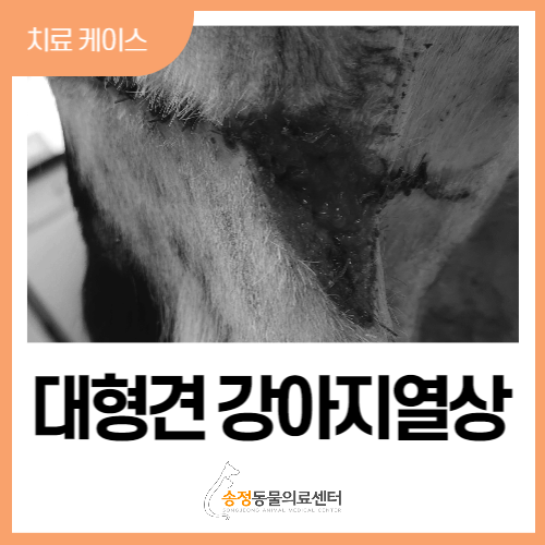  대형견 올가미 강아지열상 laceration 레이저 치료사례(경기광주 성남, 분당 동물병원)