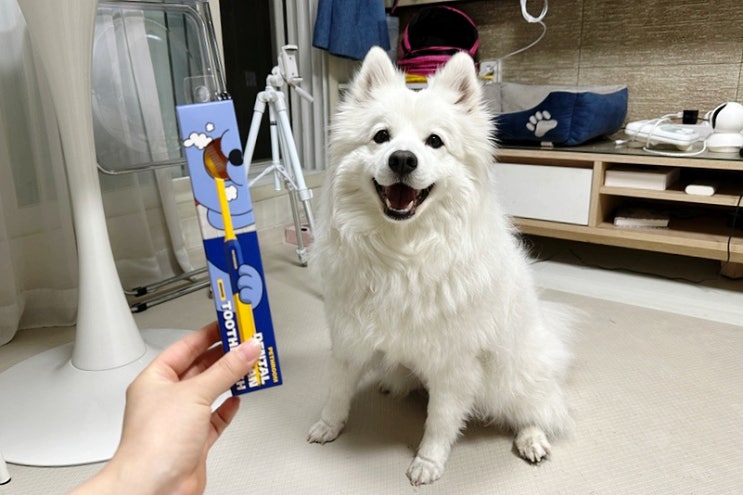  강아지 페스룸 칫솔 구강 깊숙한 곳까지 양치 가능해서 만족한 후기