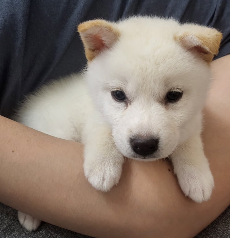  어떤 강아지 꿈이 길몽일지 흉몽일지 알아봐요~