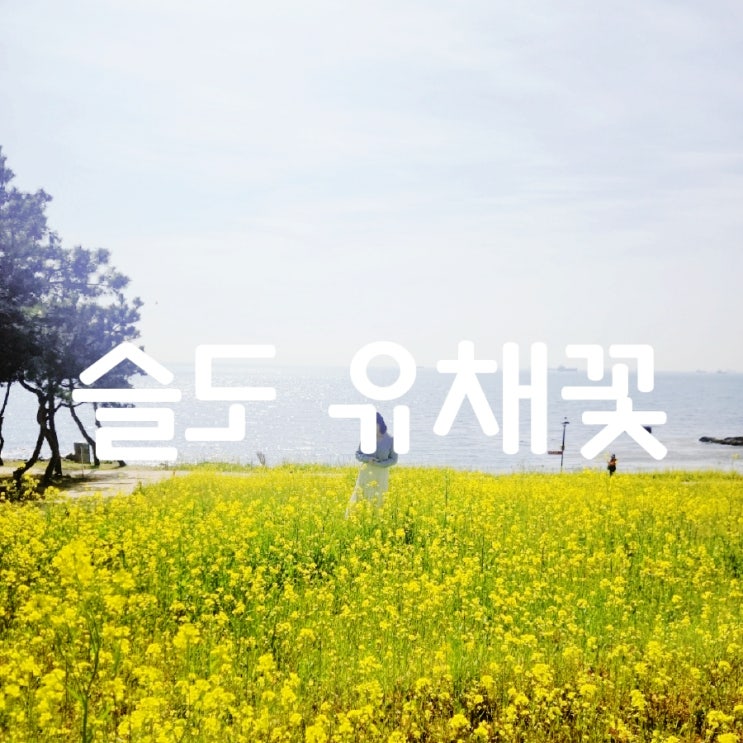  슬도 유채꽃 파도 소리 함께하는 여기는 울산(Feat.슬도 주차장, 대왕암 해안 산책로 코스)