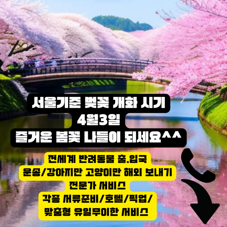  멕시코 - LA [LAX-ICN] 보스턴 테리어 단두종 미국에서 한국 데려오기 운송 수송 이동 검역 항체검사 계류장 서비스 [예고편]