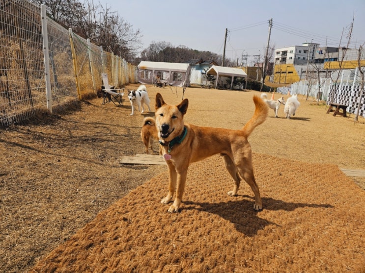  강남애견운동장:) 라드독