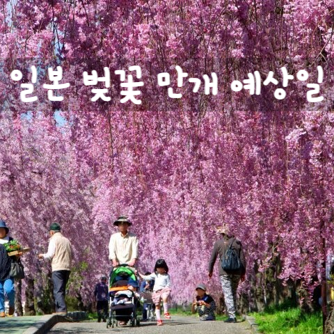  일본 벚꽃 개화 및 만개 예상일
