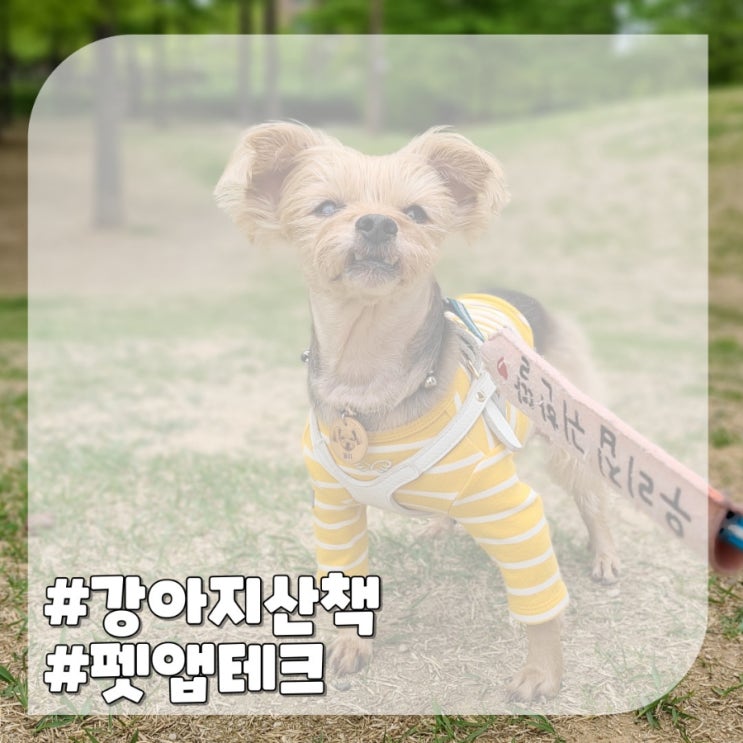  강아지 산책 시간 알뜰하게 돈버는 펫앱테크