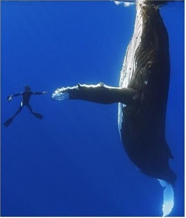  바다의 수호천사 혹등고래(Humpback whale) 의 인간 보호 선행활동