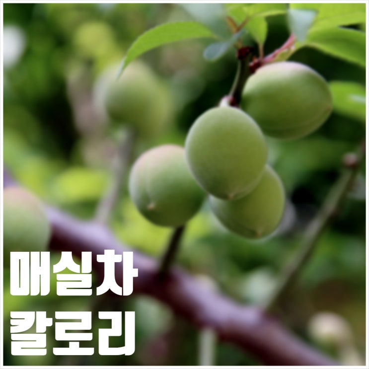  매실차 칼로리 액기스 유통기한 확인
