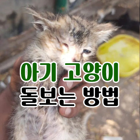  아기고양이 돌보는 방법