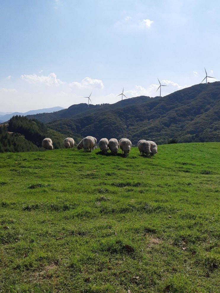 [강원도/평창군] 양떼목장 ㅣ 풍력발전기가 돌아가는 아시아 최대 600만평의 &lt;대관령 삼양목장&gt;