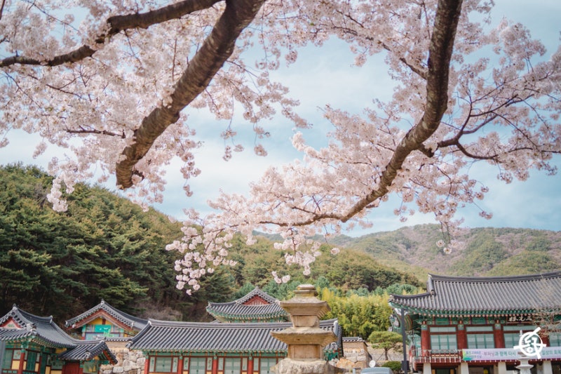 봄내음 물씬 풍기는 대구 동구 봄 명소 모음.zip : 네이버 블로그