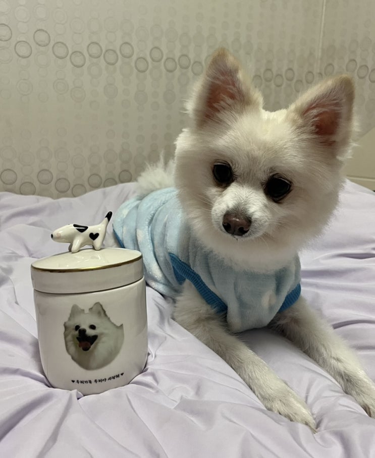  [강아지유골함] 나비숲 - 오래오래 살아줘! 소중한 반려동물을 위한 유골함 미리 준비하기