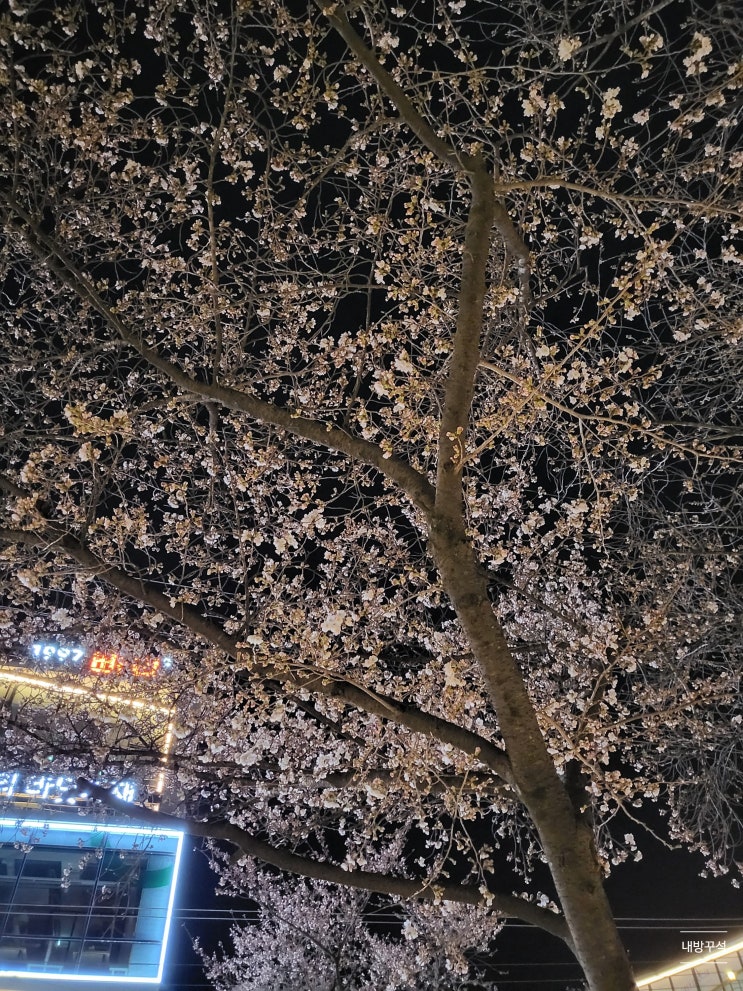  대구 수성못 벚꽃 개화상황(2023.03.20)