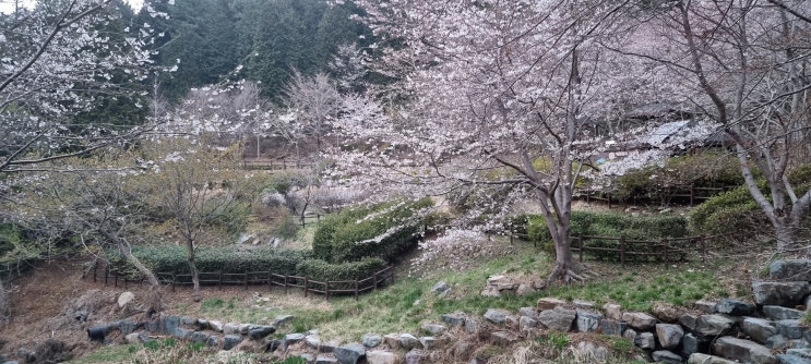벚꽃의 계절이 돌아왔네요...진해군항제 개최!! 벚꽃의 계절이 돌아왔네요...진해군항제 개최!!