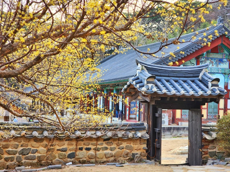  통도사 극락암 괜히 극락이 아니라는 양산 힐링여행(ft.산수유,벚꽃)