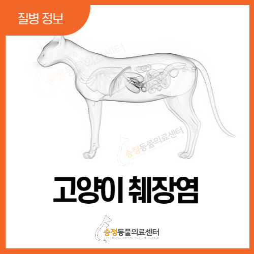  고양이췌장염 증상과 치료법 (경기광주 고양이 ISFM 골드 레벨)