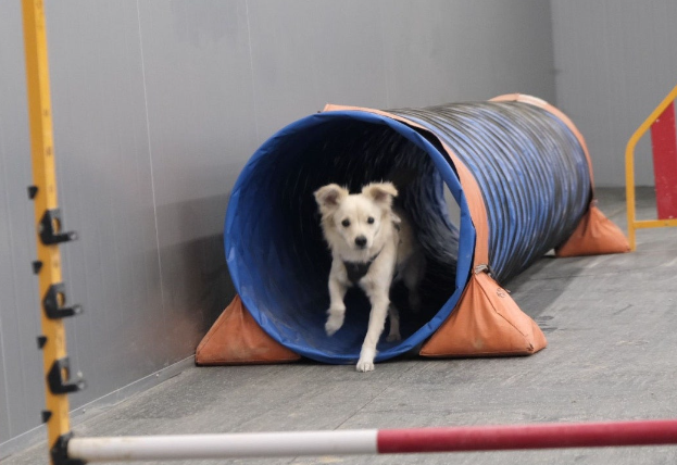  [양주 어질리티/독스포츠] 겁많고 소심한 강아지, 반려견과 함께하는 취미 "킨더도기 어질리티 훈련센터"