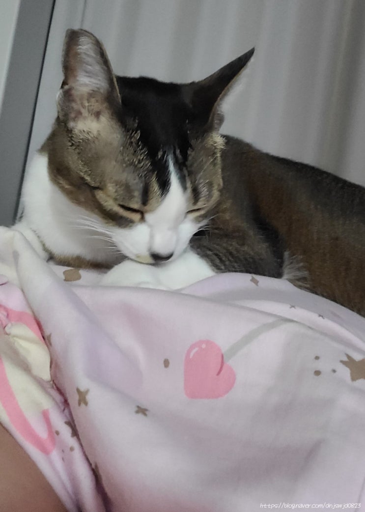  3월 둘째주 고양이 일기