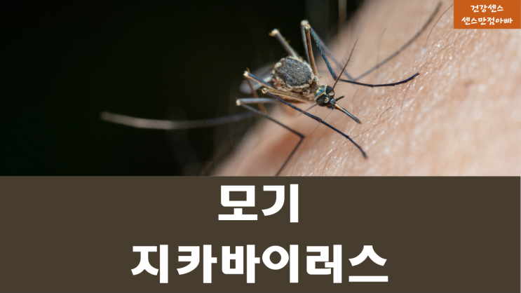 인도네시아 갔다온 50대 남성 지카바이러스(모기)감염 원인 확산되는 경우 증상 치료방법 합병증 주요감염지역