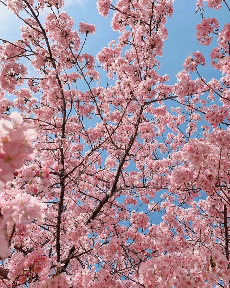 23년 인천 봄꽃 3월 말 개화...    진달래, 벚꽃 어디서 즐길까?