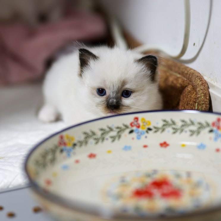  고양이 오줌테러 원인 이불에 실수 해결책, 아기고양이 키우기 배변 훈련