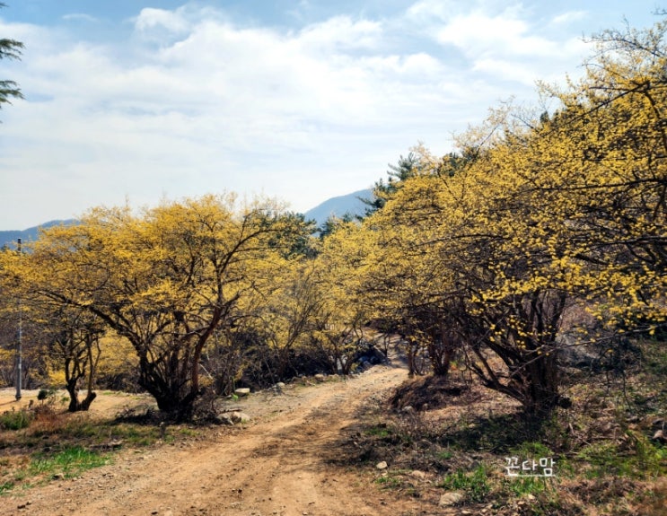  경주 산수유마을 산수유꽃 만개한 백석마을