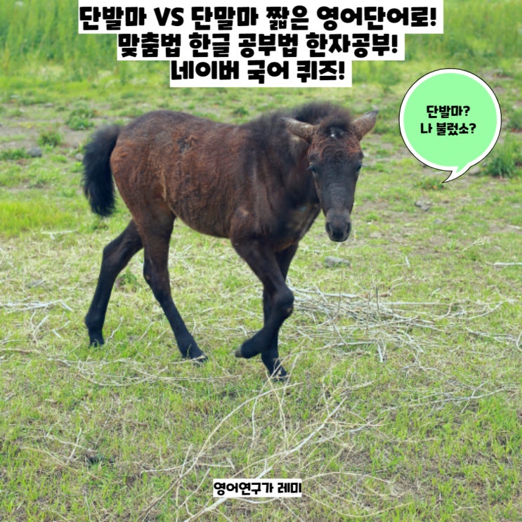 단발마 VS 단말마 짧은 영어단어로! 맞춤법 한글 공부법 한자공부! 네이버 국어 퀴즈!