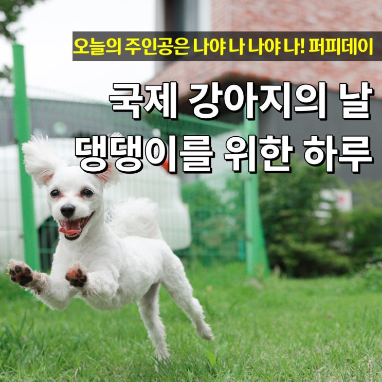  국제 강아지의 날 National puppy day 퍼피데이