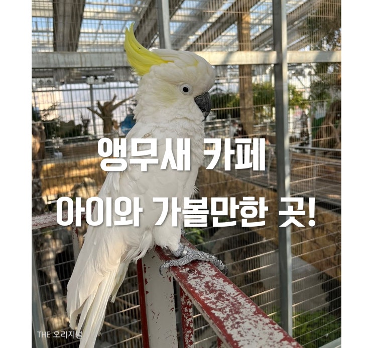  말하는 앵무새 카페 경기도 아이와 가볼만한 곳! (새 먹이주기 체험, 오산 버드파크 주차요금 변경)