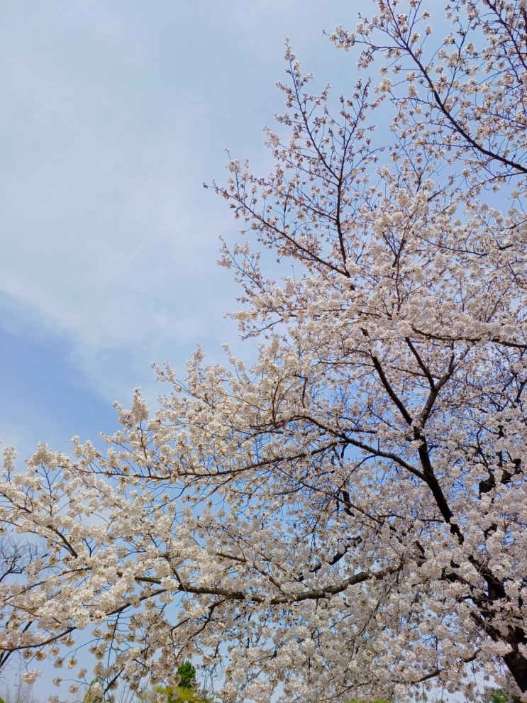 대구 벚꽃 명소 :: 꽃보라동산 벚꽃 개화상태 (2023.3.22)