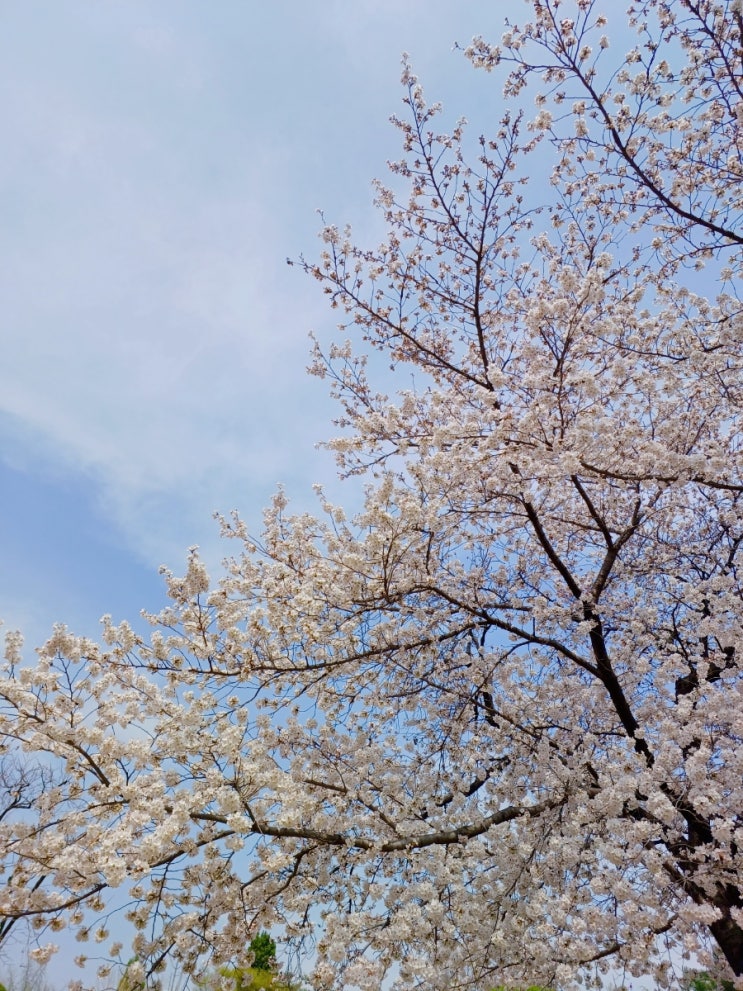  대구 벚꽃 명소 :: 꽃보라동산 벚꽃 개화상태 (2023.3.22)