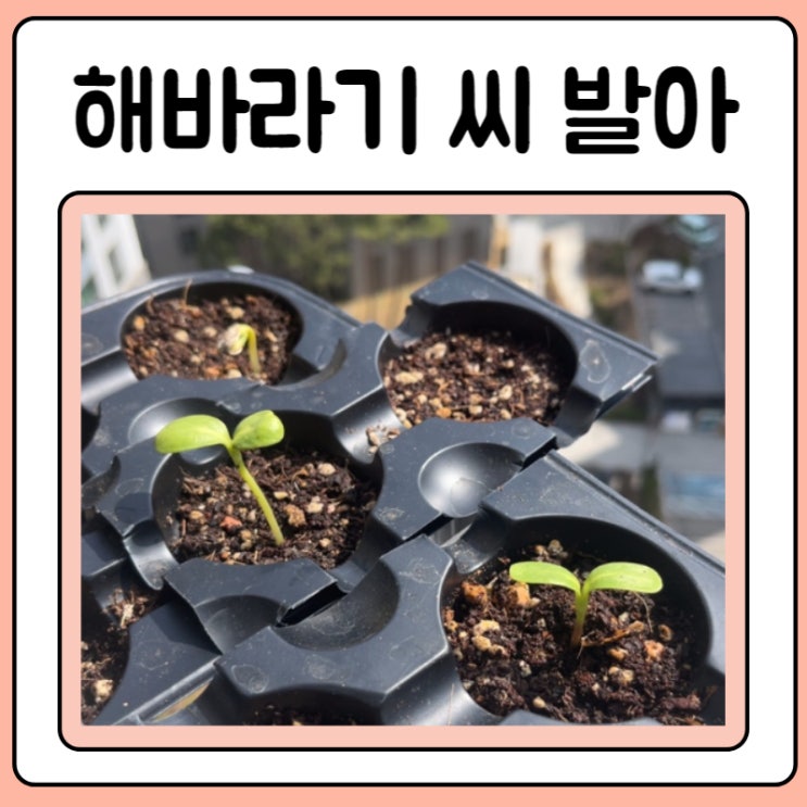  해바라기 씨 발아, 다이소 네트망 선반 이용