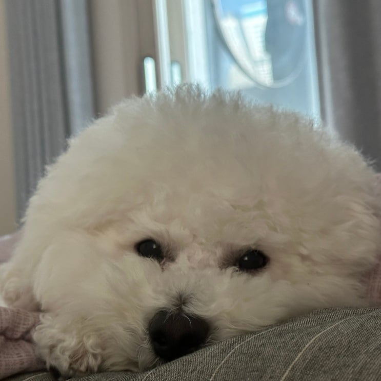  강아지가 땅을 파는 이유, 땅 파기 행동의 의미 알아보기